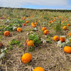 Flinchbaugh’s Orchard & Farm Market - Pumpkin patch