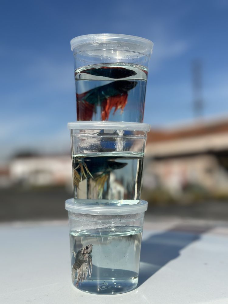 TONG’S TROPICAL FISH & PETS Updated September 2024 300 Photos & 441