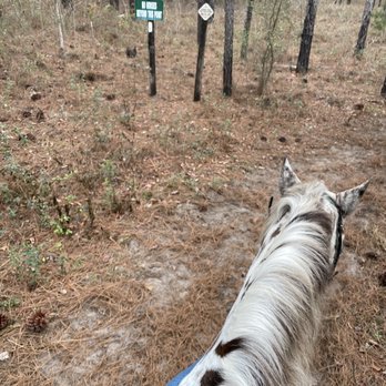 Cactus Jack's Trail Rides - Horseback Riding Near Me - Ocala, Florida