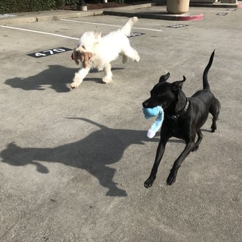 Moondogs Pet Care - Pet Sitting Near Me Moondogs Pet Care - Pet Sitting Near Me