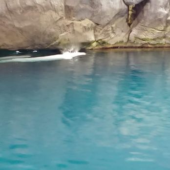 Shedd Aquarium - Aquariums Near Me - Chicago, Illinois