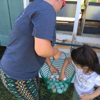 Kinderhook Farm - Picking eggs - Ranches Near Me - Valatie, New York