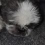 Petsense