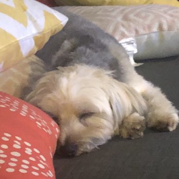 Paw Commons Pet Resort - Gilbert - Passed out after daycare - Pet Sitting Near Me - Gilbert, Arizona Paw Commons Pet Resort - Gilbert - Passed out after daycare - Pet Sitting Near Me - Gilbert, Arizona