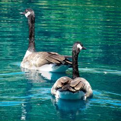 Evergreen Village Square - Canada Geese