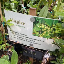 Shamus O'leary's Tropical Fruit Trees