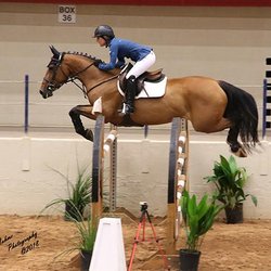 StoryBook Sport Horses