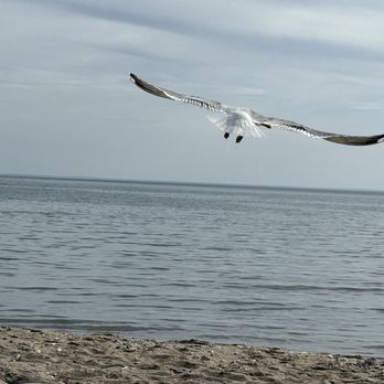Harkness Memorial State Park - Seagull - Landmarks & Historical Buildings Near Me - Waterford, Connecticut