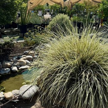 Belmont Nursery - More beautiful things... - Nurseries & Gardening Near Me - Fresno, California Belmont Nursery - More beautiful things... - Nurseries & Gardening Near Me - Fresno, California