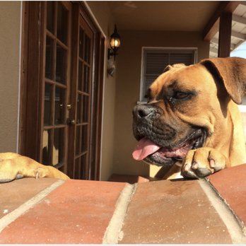 Super Pet Nannies - Pet Sitting Near Me Super Pet Nannies - Pet Sitting Near Me