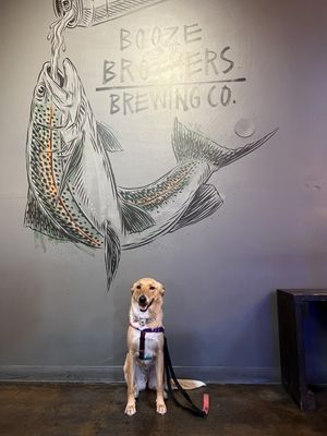 Booze Brothers Brewing Co. by null