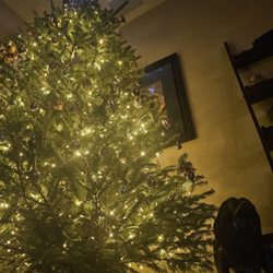 Rudolph's Christmas Trees