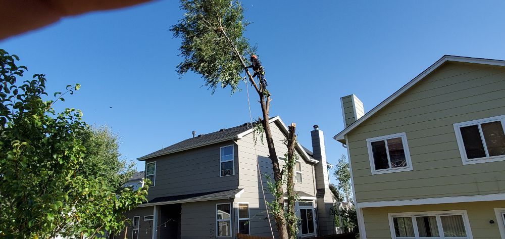 Lally Property Services - tree service in Simla, CO