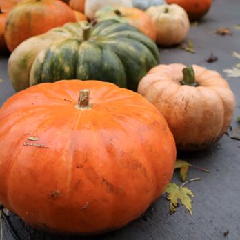 Molin's Meadows Farm - Pumpkin Patches Near Me - Cambridge, Minnesota
