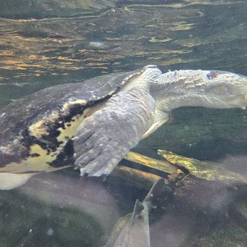 National Aquarium - Aquariums Near Me - Baltimore, Maryland National Aquarium - Aquariums Near Me - Baltimore, Maryland
