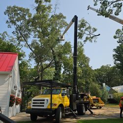 Andy's Tree Service - Big rotten oak coming down.