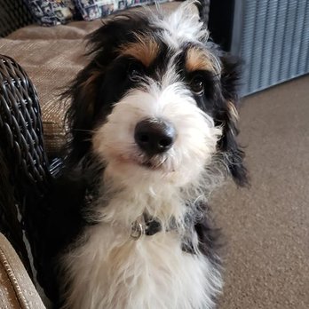 K9 Kindergarten - Maverick is here at K9 for basic obedience training. - Pet Training Near Me - Washington, Michigan K9 Kindergarten - Maverick is here at K9 for basic obedience training. - Pet Training Near Me - Washington, Michigan