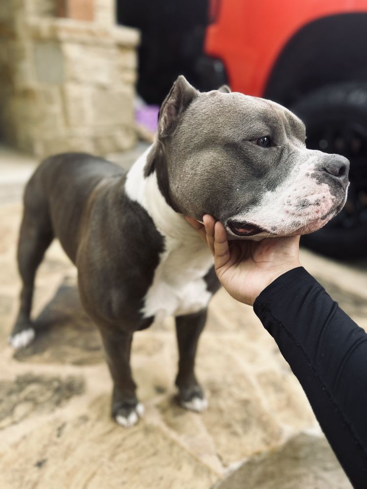 KING KILO KENNELS Request Information Hutto, Texas Pet Breeders