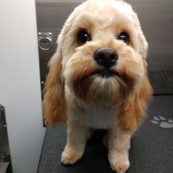 Mountain Mobile Pet Grooming - Pet Groomers Near Me Mountain Mobile Pet Grooming - Pet Groomers Near Me