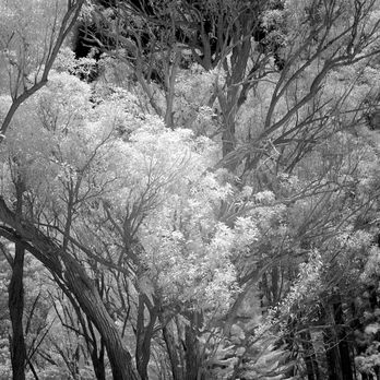 Life Pixel Infared - 830nm ISO100, 1/80s f/5.6 - Photography Stores & Services Near Me - Mukilteo, Washington