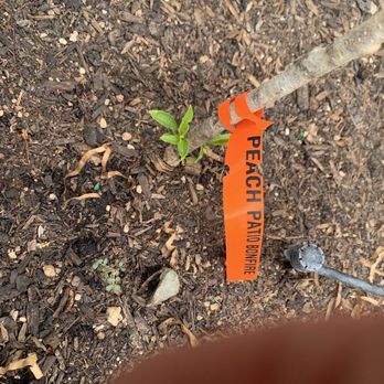 TN Nursery - Pictures of tag identification as a peach patio the 2nd shows the leaves which identifies it as a flowering plum - Nurseries & Gardening Near Me - Altamont, Tennessee TN Nursery - Pictures of tag identification as a peach patio the 2nd shows the leaves which identifies it as a flowering plum - Nurseries & Gardening Near Me - Altamont, Tennessee