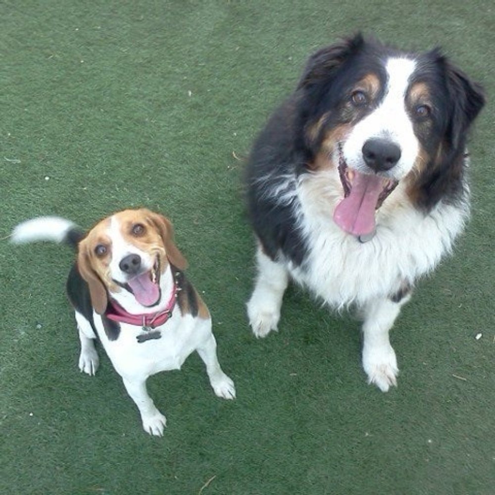 Mission Gate Kennels - Pet Training Near Me - Stanton, California