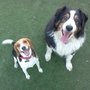 Photo of Mission Gate Kennels