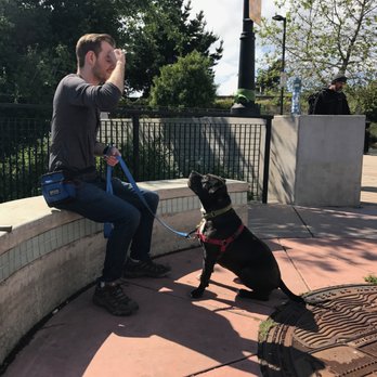 Pawgress Dog Training - Bud working on the "focus" cue as distractions pass him by. - Pet Training Near Me Pawgress Dog Training - Bud working on the "focus" cue as distractions pass him by. - Pet Training Near Me