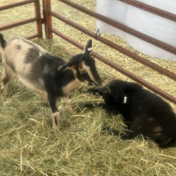 Ohio State Fair - Frolicking baby goats - Festivals Near Me - Columbus, Ohio