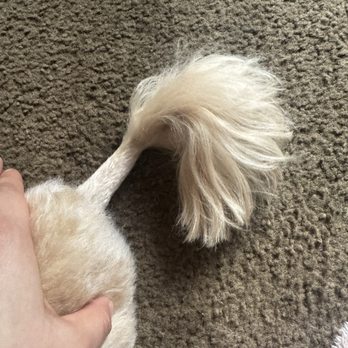 Fur Town Pet Spa- Arcadia - Pet Groomers Near Me - Arcadia, California