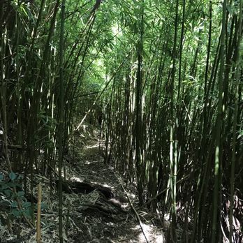 Wailupe Loop - Beautiful bamboo forest - Hiking Near Me - Honolulu, Hawaii Wailupe Loop - Beautiful bamboo forest - Hiking Near Me - Honolulu, Hawaii
