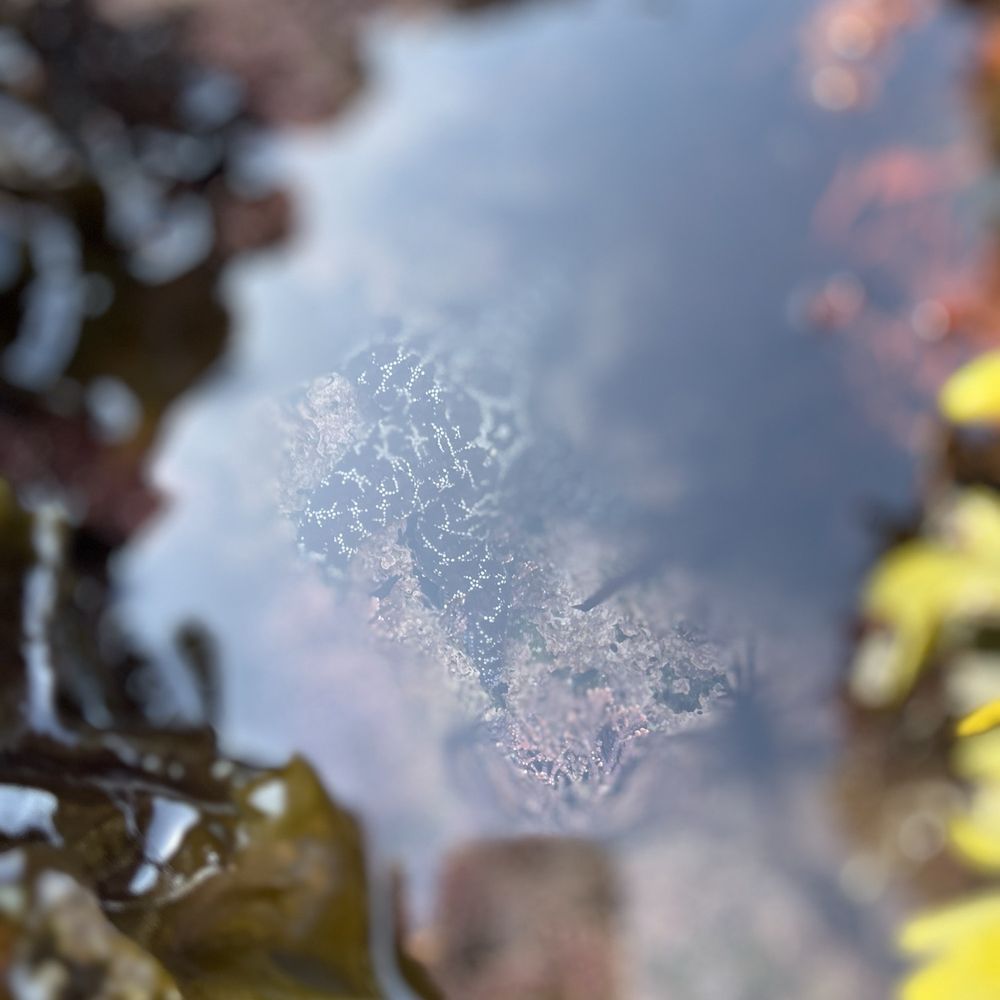 TOP 10 BEST Tide Pools near Aptos, CA 95003 - Updated 2026 - Yelp