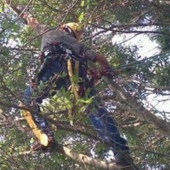 Beechnut Tree Service - Tree Services Near Me - New Port Richey, Florida