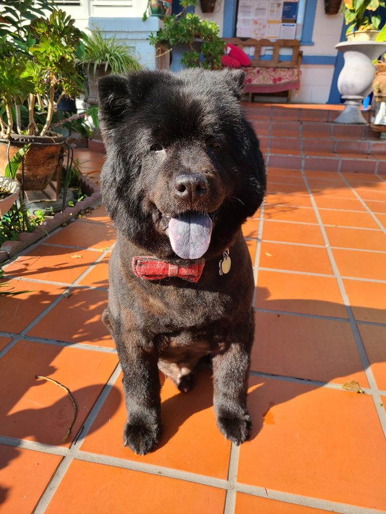 KAY’S MOBILE GROOMING Updated September 2024 22 Photos & 27 Reviews