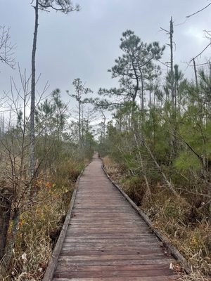 Alligator River National Wildlife Refuge by null