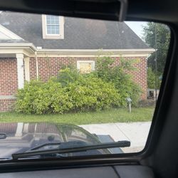 Overgrown shrubs