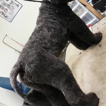 Pristine Pawz Grooming - Pet Groomers Near Me - Surrey, British Columbia Pristine Pawz Grooming - Pet Groomers Near Me - Surrey, British Columbia
