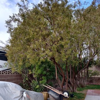 Aron's Tree Service - Tree Services Near Me