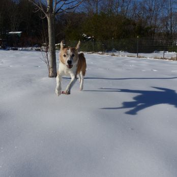Dogwood Farm Kennels - Pet Groomers Near Me - Columbus, North Carolina Dogwood Farm Kennels - Pet Groomers Near Me - Columbus, North Carolina