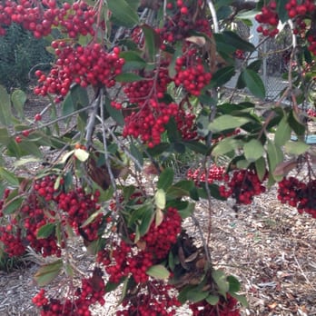 Sunnynook River Park - Winter berries - Parks Near Me - Los Angeles, California