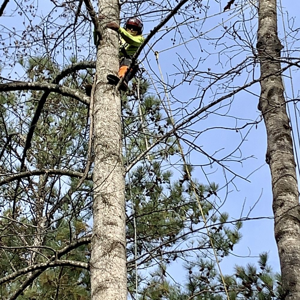 AKA Tree Service - No spikes, all hoisted w/ ropes. - Tree Services Near Me - Oakwood, Georgia AKA Tree Service - No spikes, all hoisted w/ ropes. - Tree Services Near Me - Oakwood, Georgia