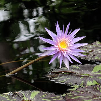 Naples Botanical Garden - Close-up of the lily in the pond. - Botanical Gardens Near Me - Naples, Florida