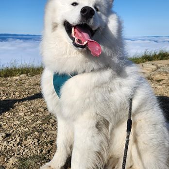 JPK9 - Pet Training Near Me JPK9 - Pet Training Near Me