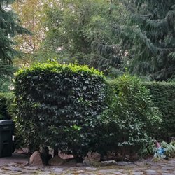 Sunrise Landscaping Solutions - Julio and his team did an amazing job with our yard! Everything looks so nice and neat.