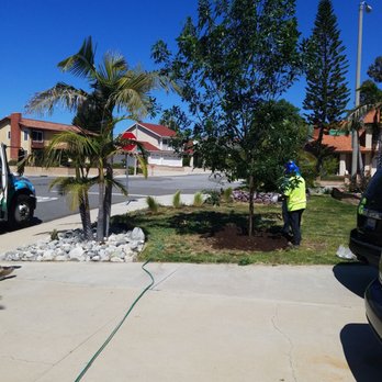 Moon Valley Nurseries - The finished Evergreen Ash in the front. Looking forward to years of shade. - Tree Services Near Me - Chino, California Moon Valley Nurseries - The finished Evergreen Ash in the front. Looking forward to years of shade. - Tree Services Near Me - Chino, California