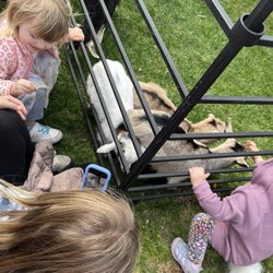 Pope Lick Park - Meeting baby goats!