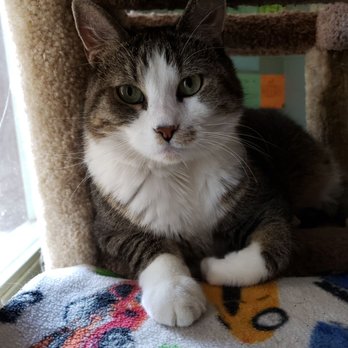 IndyHumane - Kitties! - Animal Shelters Near Me - Indianapolis, Indiana
