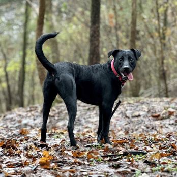 Full Circle Canine - Pet Training Near Me Full Circle Canine - Pet Training Near Me