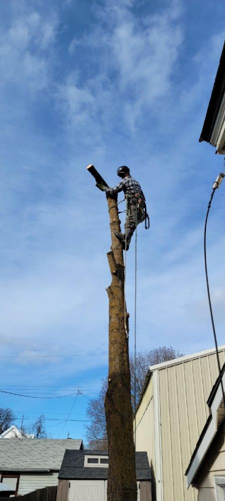 Paradigm Tree Works - tree service in Spokane, WA