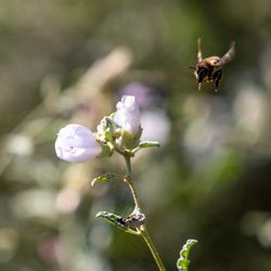 Santa Barbara Botanic Garden - Santa Barbara Botanic Garden